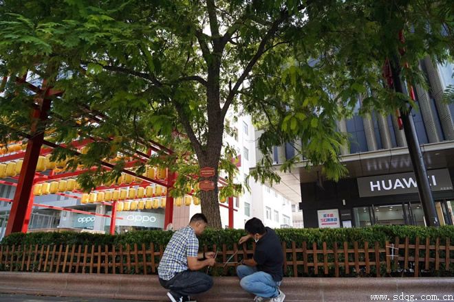 呵護(hù)芙蓉樹，攜手共成長